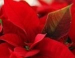 poinsettias