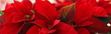 poinsettias