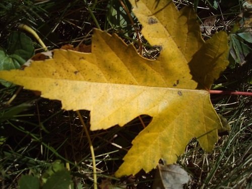 Dc. Tom blog art leaf