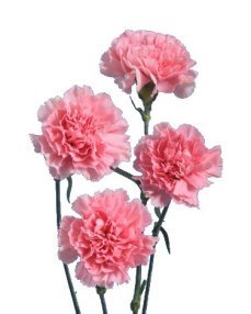 carnations